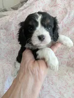 CALIFORNIA Torrey, a female Cavalier King Charles Spaniel for sale in Arroyo Grande, CA – 6 of 10