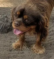 AKC California Chocolate , a male Cavalier King Charles Spaniel for sale in Arroyo Grande, CA – 6 of 7