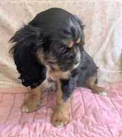 California/Oregon , a female Cavalier King Charles Spaniel for sale in Arroyo Grande, CA – 2 of 10