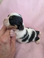 California Valentine, a female Cavalier King Charles Spaniel for sale in Arroyo Grande, CA – 4 of 9