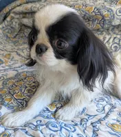 California Gichii , a male Japanese Chin for sale in Arroyo Grande, CA – 6 of 10