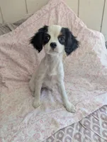 California/Oregon Fiona, a female Cavalier King Charles Spaniel and Japanese Chin for sale in Arroyo Grande, CA – 6 of 10
