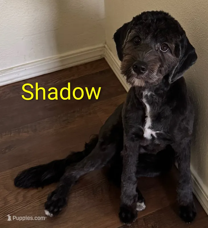 California Shadow – Goldendoodle, Cavalier King Charles Spaniel puppy for sale in Arroyo Grande, CA