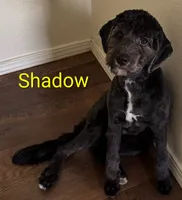 California Shadow, a female Goldendoodle and Cavalier King Charles Spaniel for sale in Arroyo Grande, CA – 1 of 9