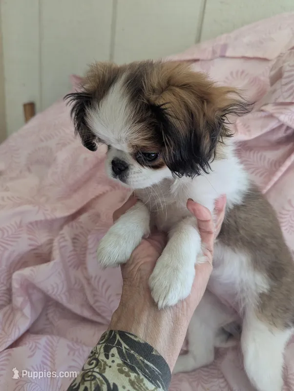 California Paulette  – Cavalier King Charles Spaniel puppy for sale in Arroyo Grande, CA