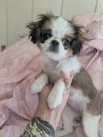 California Paulette , a female Cavalier King Charles Spaniel for sale in Arroyo Grande, CA – Photo 4 of 10
