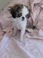 California Paulette , a female Cavalier King Charles Spaniel for sale in Arroyo Grande, CA – Photo 6 of 10