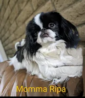 California Paulette , a female Cavalier King Charles Spaniel for sale in Arroyo Grande, CA – Photo 10 of 10