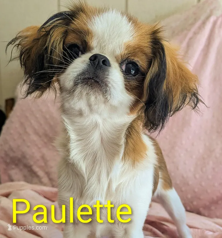 California/Oregon Paulette  – Cavalier King Charles Spaniel, Japanese Chin puppy for sale in Arroyo Grande, CA