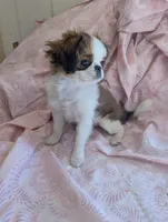 California Paulette , a female Cavalier King Charles Spaniel for sale in Arroyo Grande, CA – Photo 2 of 10