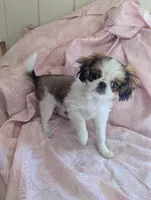 California Paulette , a female Cavalier King Charles Spaniel for sale in Arroyo Grande, CA – Photo 8 of 10