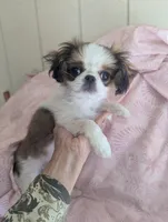 California Paulette , a female Cavalier King Charles Spaniel for sale in Arroyo Grande, CA – Photo 5 of 10