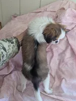 California Paulette , a female Cavalier King Charles Spaniel for sale in Arroyo Grande, CA – Photo 7 of 10