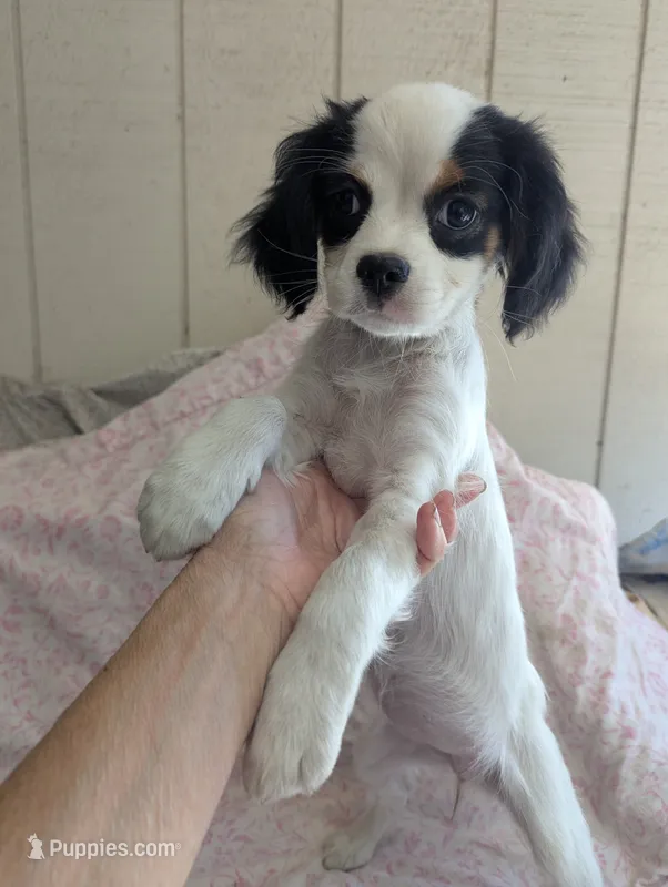 California/Oregon Fiona – Cavalier King Charles Spaniel, Japanese Chin puppy for sale in Arroyo Grande, CA
