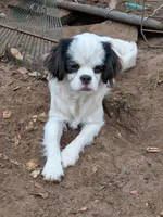California "Poof", a female Cavalier King Charles Spaniel and Japanese Chin for sale in Arroyo Grande, CA – 4 of 4
