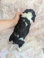 CALIFORNIA Torrey, a female Cavalier King Charles Spaniel for sale in Arroyo Grande, CA – 8 of 10