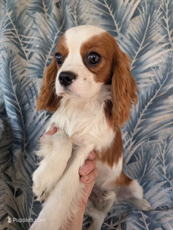 California-Oregon Troy – Cavalier King Charles Spaniel puppy for sale in Arroyo Grande, CA