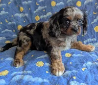 California/Oregon Tyler, a male Cavalier King Charles Spaniel for sale in Arroyo Grande, CA – 2 of 10