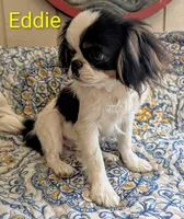 California-Oregon Eddie, a male Japanese Chin for sale in Arroyo Grande, CA – 4 of 10