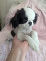 California Rumii, a female Japanese Chin for sale in Arroyo Grande, CA – 1 of 10