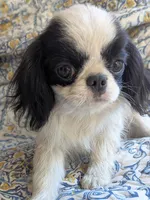 California Gichii , a male Japanese Chin for sale in Arroyo Grande, CA – 2 of 10