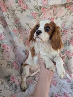 California/Oregon Sally, a female Cavalier King Charles Spaniel for sale in Arroyo Grande, CA – 6 of 10