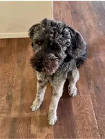 California Emerson , a male Double Doodle for sale in Arroyo Grande, CA – 5 of 6
