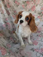 California/Oregon Sally, a female Cavalier King Charles Spaniel for sale in Arroyo Grande, CA – 5 of 10