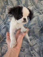 California AKC Kweii, a male Japanese Chin for sale in Arroyo Grande, CA – 2 of 10