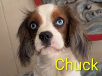 California Chuck, a male Cavalier King Charles Spaniel for sale in Arroyo Grande, CA – 2 of 10