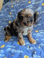 California/Oregon Tyler, a male Cavalier King Charles Spaniel for sale in Arroyo Grande, CA – 7 of 10