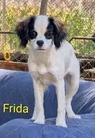 California Frida, a female Cavalier King Charles Spaniel and Japanese Chin for sale in Arroyo Grande, CA – 6 of 9