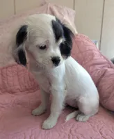 California-Oregon Felicity , a female Cavalier King Charles Spaniel and Japanese Chin for sale in Arroyo Grande, CA – 4 of 10