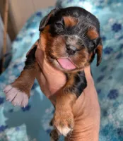 California Monroe, a male Cavalier King Charles Spaniel for sale in Arroyo Grande, CA – 4 of 10