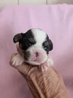 California Valentine, a female Cavalier King Charles Spaniel for sale in Arroyo Grande, CA – 3 of 9
