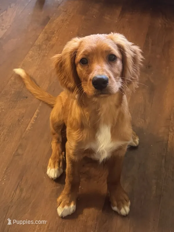 California Goldie – Goldendoodle, Cavalier King Charles Spaniel puppy for sale in Arroyo Grande, CA