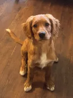 California Goldie, a female Goldendoodle and Cavalier King Charles Spaniel for sale in Arroyo Grande, CA – 1 of 8