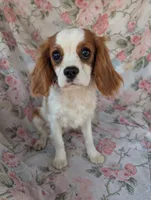 California/Oregon Sally, a female Cavalier King Charles Spaniel for sale in Arroyo Grande, CA – 2 of 10