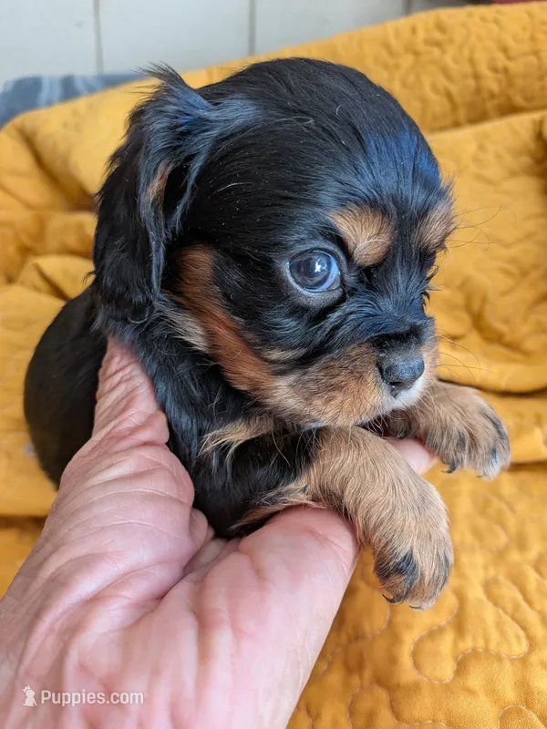 California Rachel – Cavalier King Charles Spaniel puppy for sale in Arroyo Grande, CA