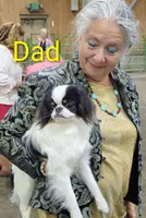 California Gichii , a male Japanese Chin for sale in Arroyo Grande, CA – 9 of 10