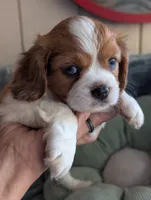 California Arthur , a male Cavalier King Charles Spaniel for sale in Arroyo Grande, CA – 8 of 10