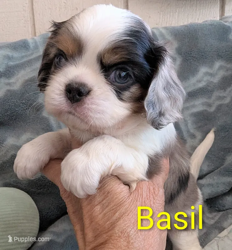 California Basil Blue Eyes – Cavalier King Charles Spaniel puppy for sale in Arroyo Grande, CA