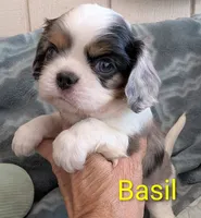 California Basil Blue Eyes, a male Cavalier King Charles Spaniel for sale in Arroyo Grande, CA – 1 of 10