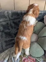 California Arthur , a male Cavalier King Charles Spaniel for sale in Arroyo Grande, CA – 4 of 10