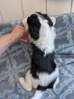 California Dean, a male Cavalier King Charles Spaniel for sale in Arroyo Grande, CA – 3 of 10