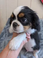 California Dean, a male Cavalier King Charles Spaniel for sale in Arroyo Grande, CA – 7 of 10
