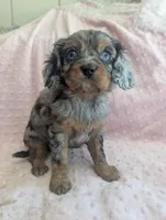California Jazzy, a female Cavalier King Charles Spaniel for sale in Arroyo Grande, CA – 2 of 10