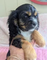 California/Oregon , a female Cavalier King Charles Spaniel for sale in Arroyo Grande, CA – 7 of 10