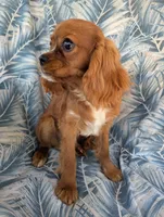 California Patrick , a male Cavalier King Charles Spaniel for sale in Arroyo Grande, CA – 7 of 9