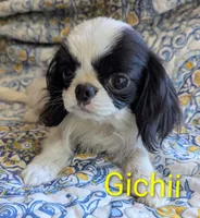 California Gichii , a male Japanese Chin for sale in Arroyo Grande, CA – 4 of 10